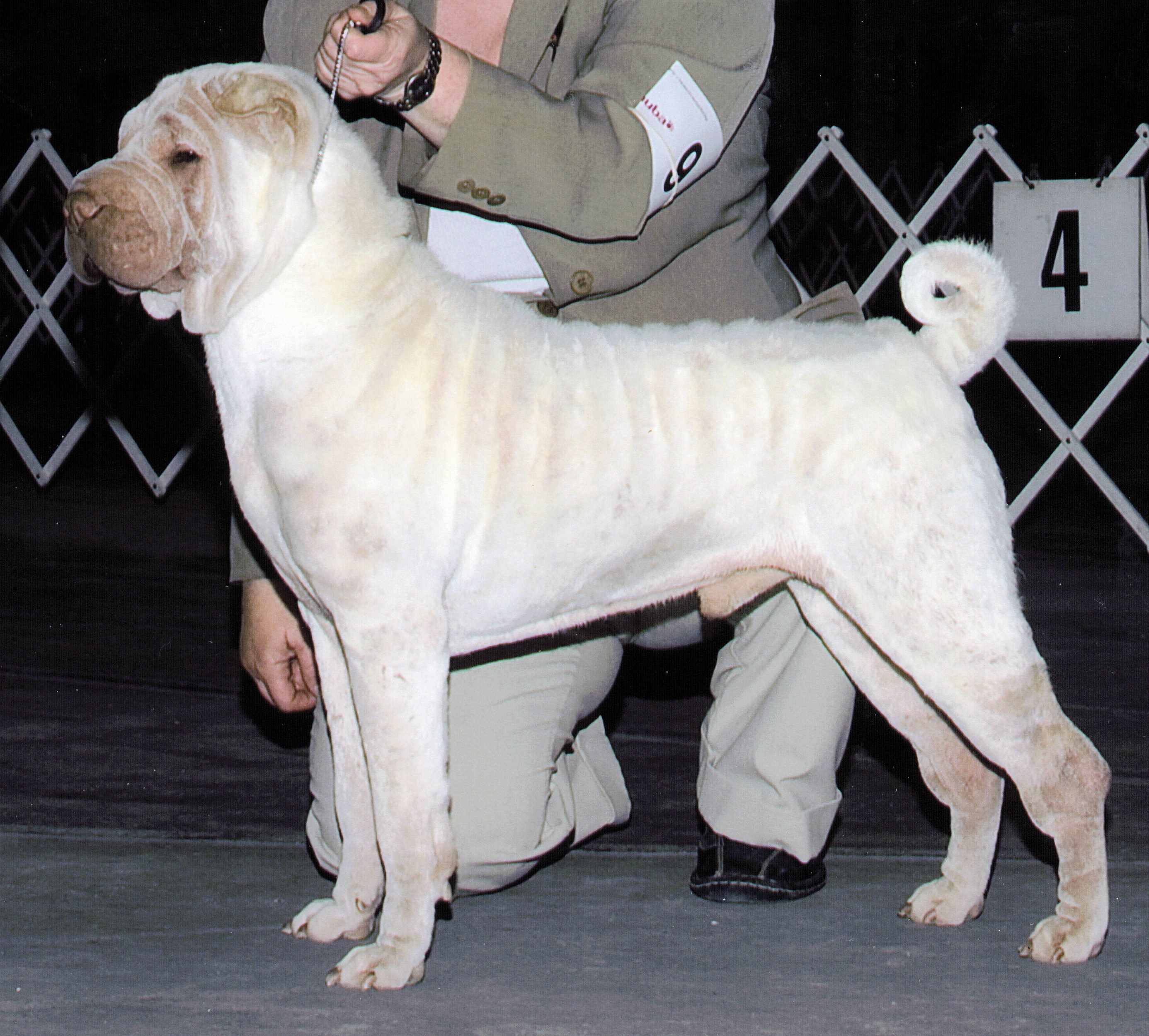 10 Most Adorable White Shar Pei Dog Pictures