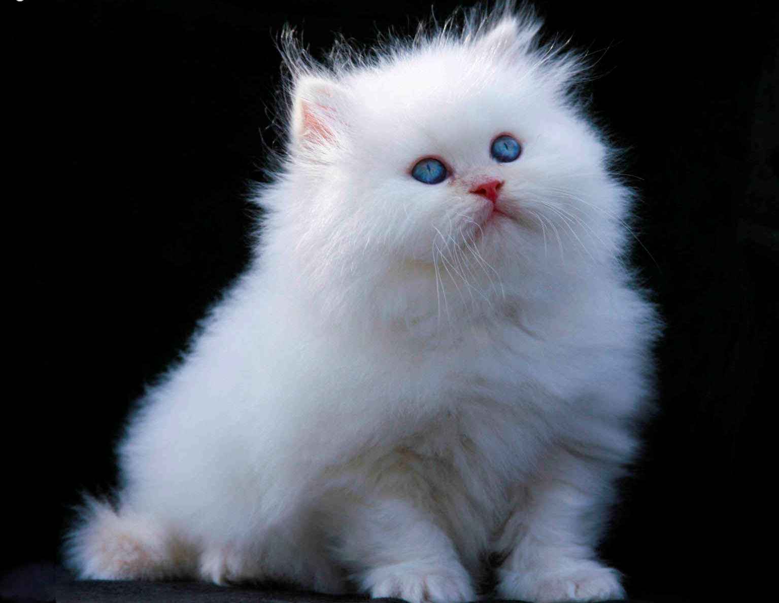 50 Very Awesome White Himalayan Cat Photos And Pictures