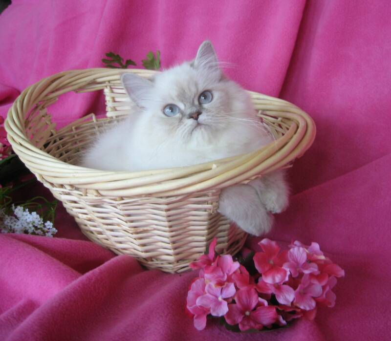 White Himalayan Cat Sitting In Basket