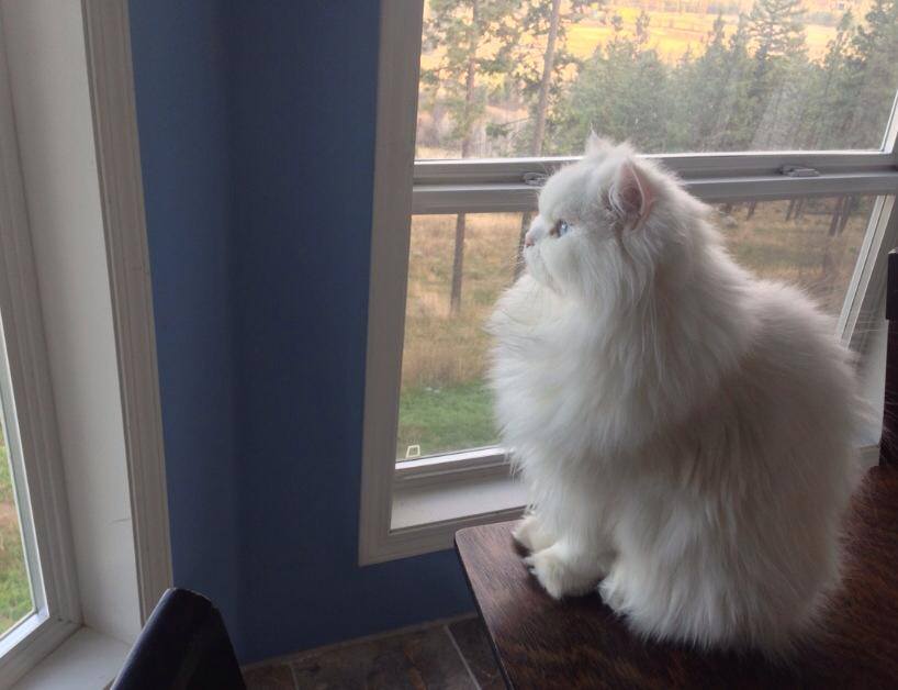 White Himalayan Cat Sitting Near Window