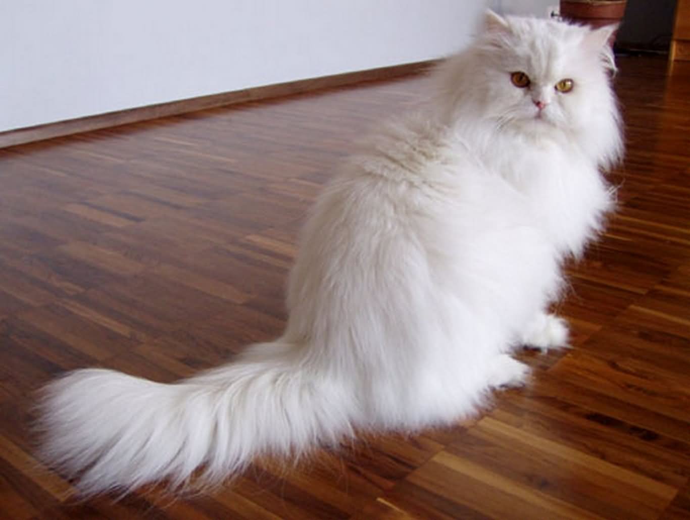 White Himalayan Cat Sitting On Floor