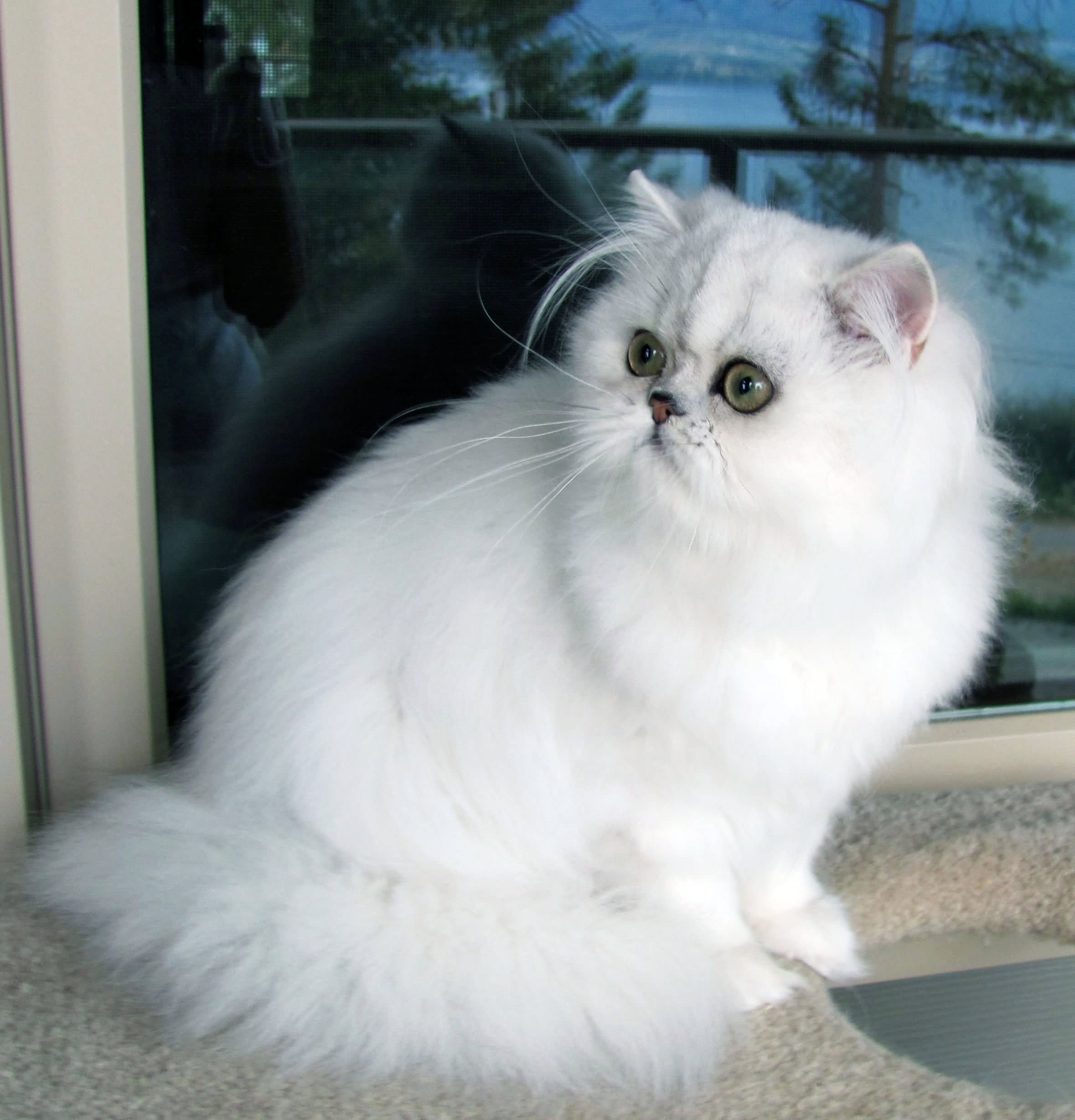White Himalayan Cat Sitting