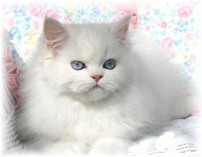 White Himalayan Cat With Blue Eyes Photo