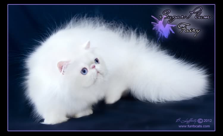 White Himalayan Cat With Blue Eyes Sitting