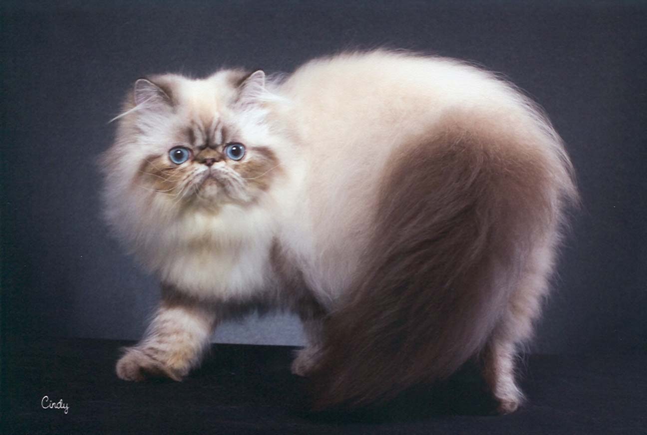 White Himalayan Cat With Brown Tail