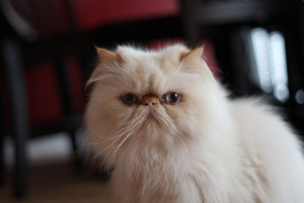 50 Very Awesome White Himalayan Cat Photos And Pictures