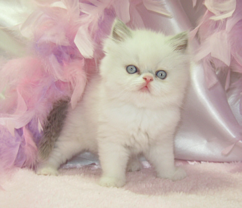 White Himalayan Kitten Photo