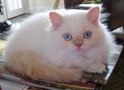White Himalayan Kitten Picture