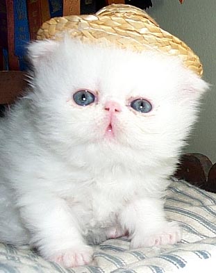 White Himalayan Kitten Wearing Golden Cap