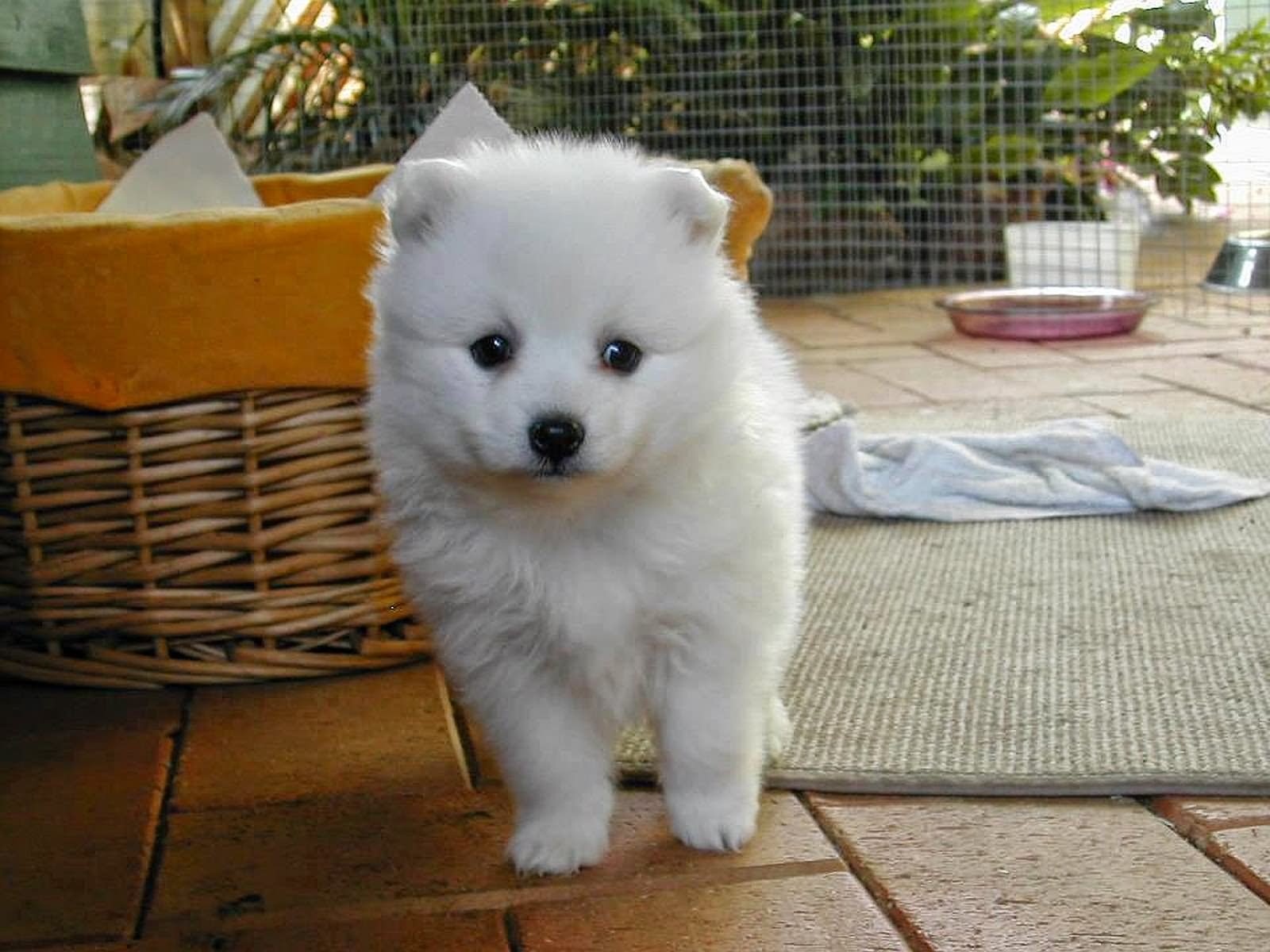 White Japanese Akita Puppy