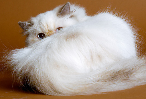 White Long Hair Himalayan Cat Photo
