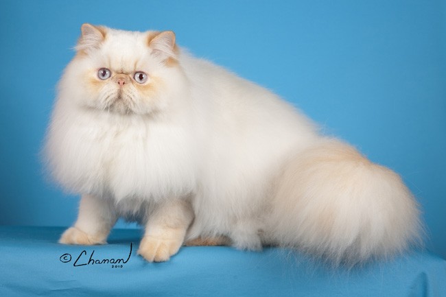 White Long Hair Himalayan Cat