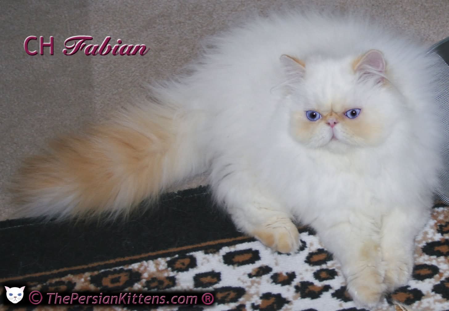 White Long Haired Himalayan Cat Sitting