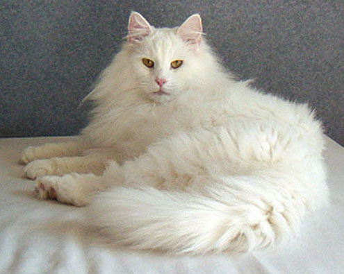 White Norwegian Forest Cat Laying With Head Up