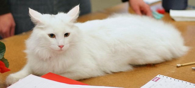 White Norwegian Forest Cat Sitting On Table Picture