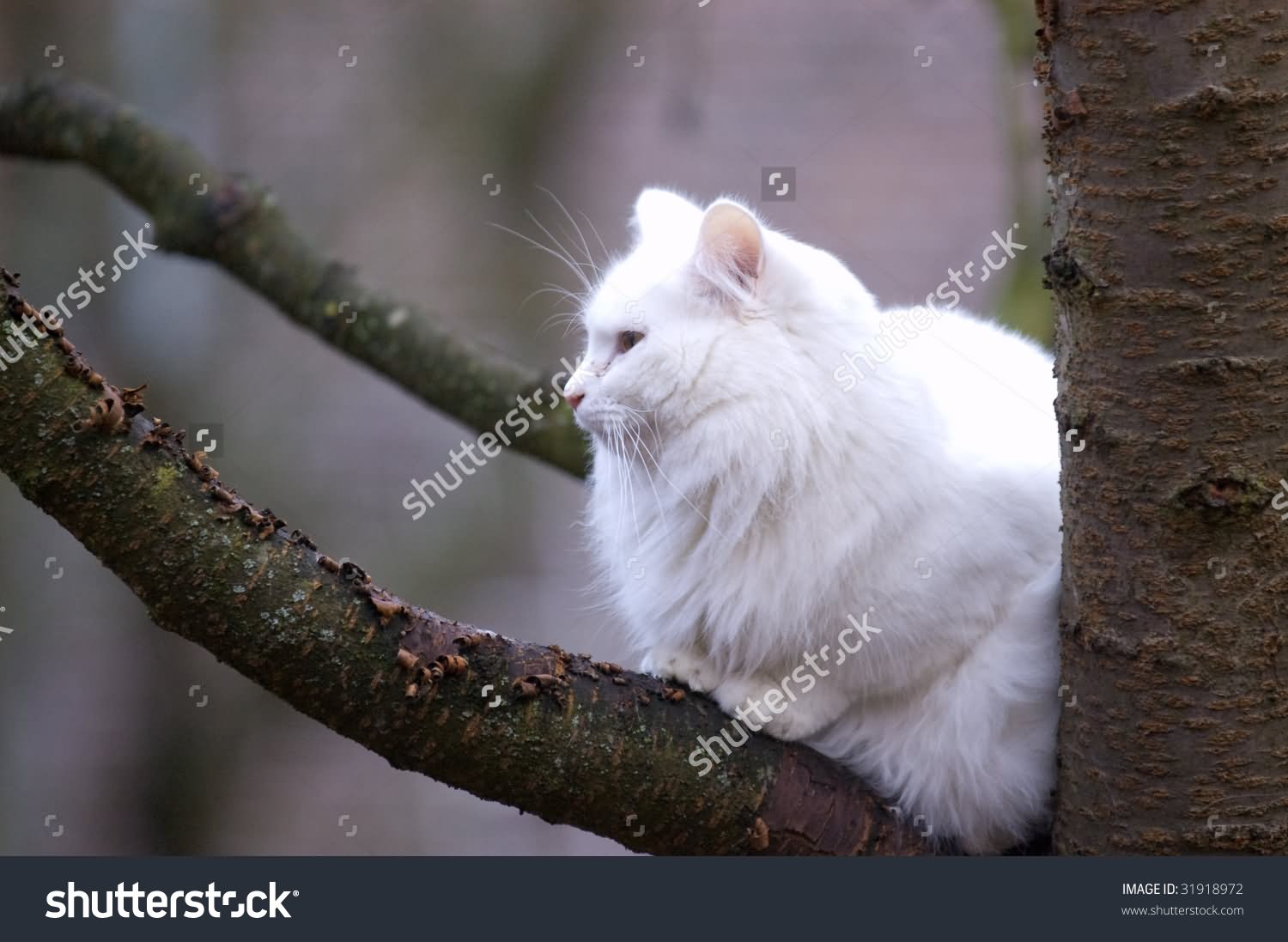 White Norwegian Forest Cat Sitting On Tree