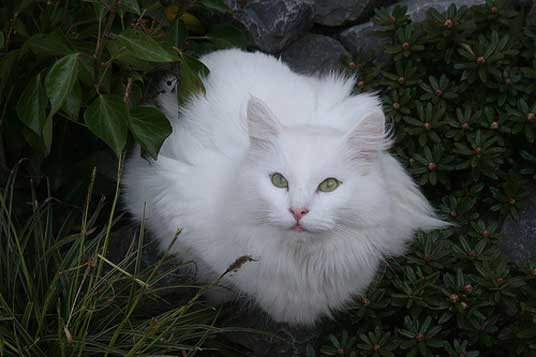 White Norwegian Forest Cat Sitting Outside Looking Up