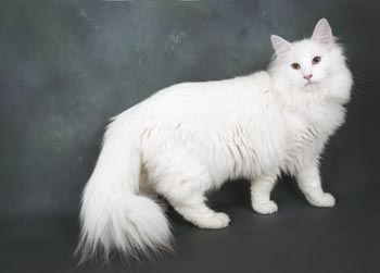 White Norwegian Forest Cat