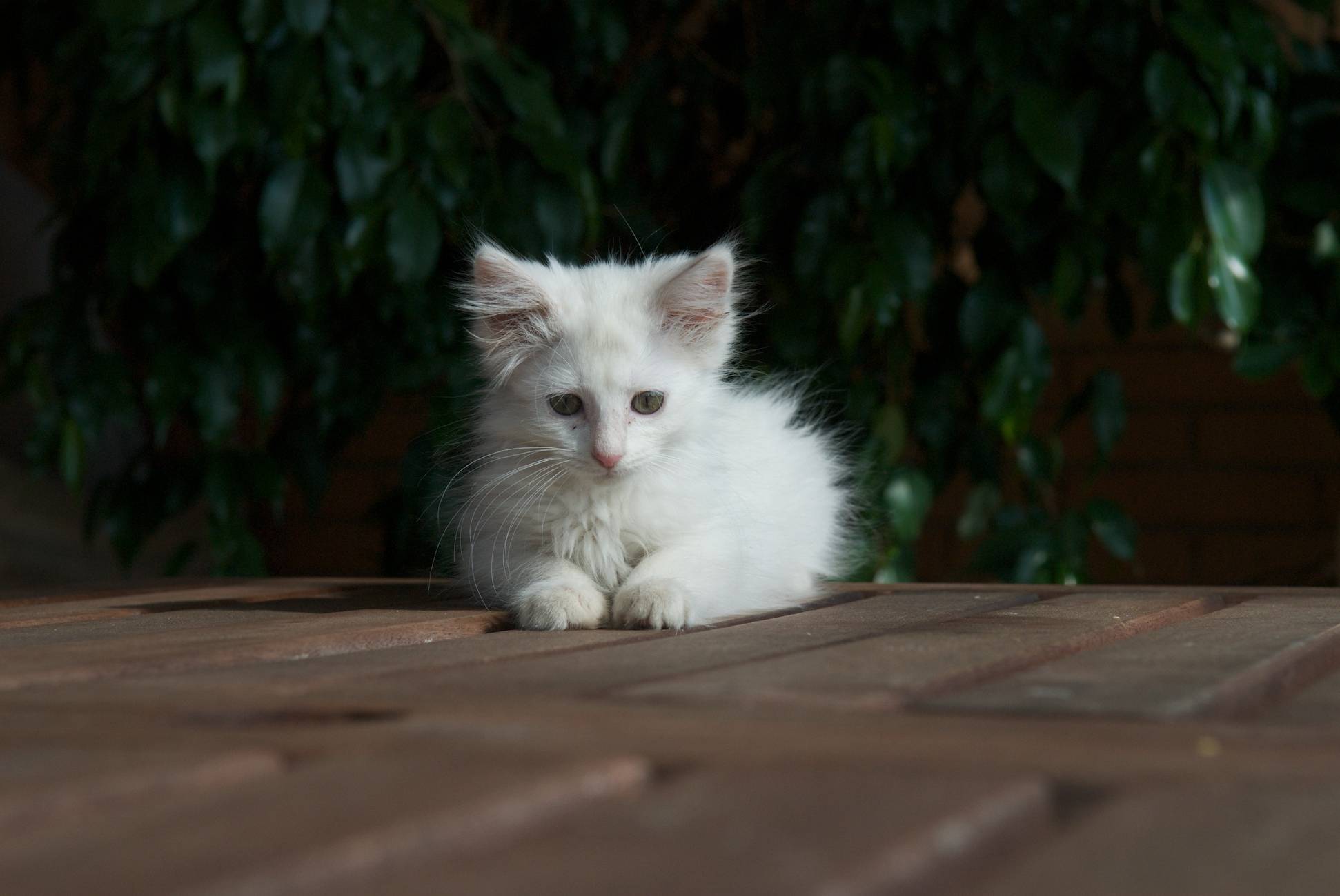 White Norwegian Forest Kitten Sitting