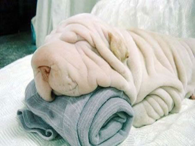 White Shar Pei Dog With Wrinkles
