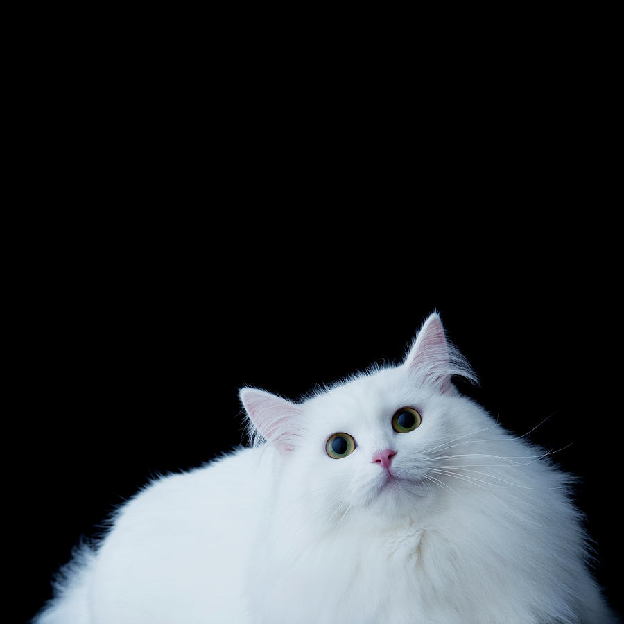 White Siberian Cat Face Picture