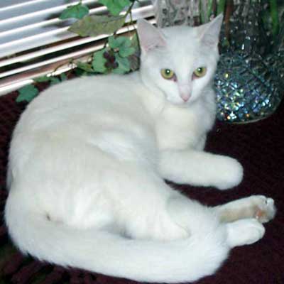 White Siberian Cat Laying