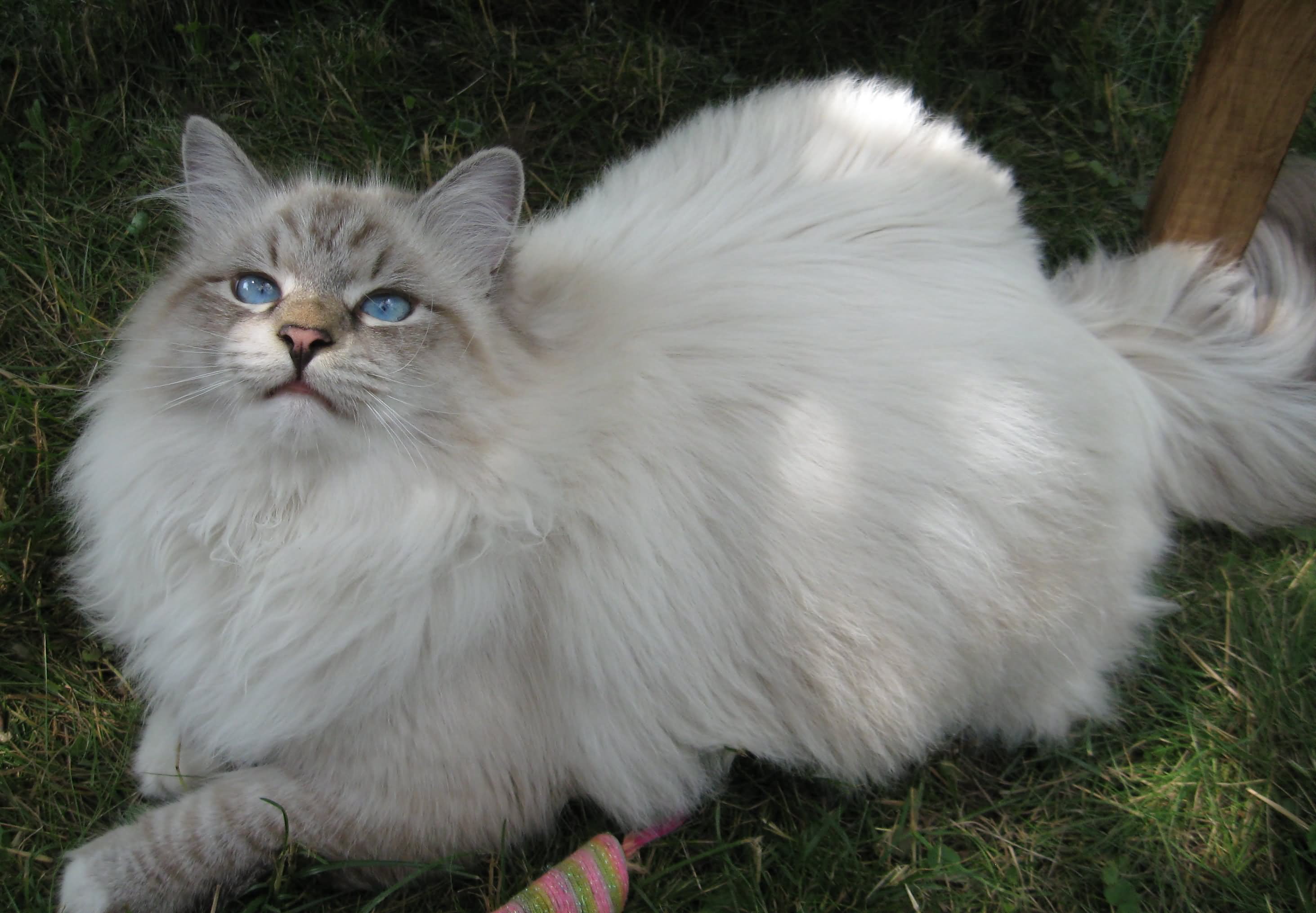 White Siberian Cat On Grass