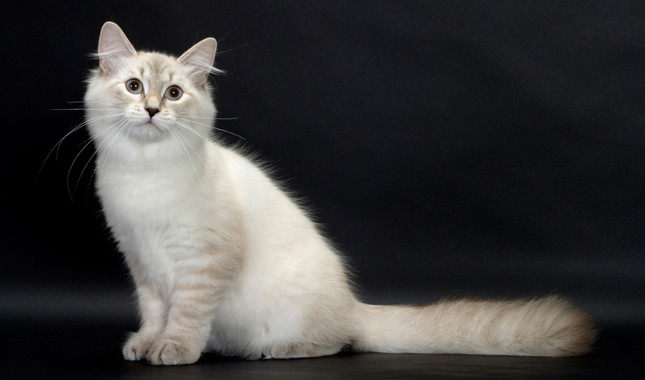 White Siberian Cat Sitting