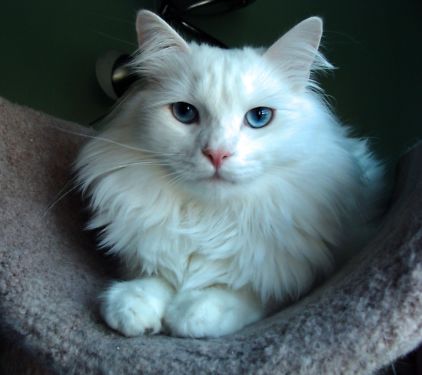 White Siberian Cat With Blue Eyes