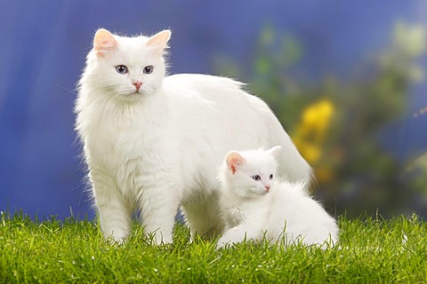 White Siberian Cat With Kitten Sitting On Grass