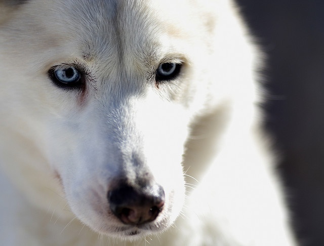 White Siberian Husky Dog Face Closeup