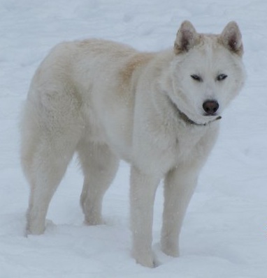White Siberian Husky Dog In Snow Picture