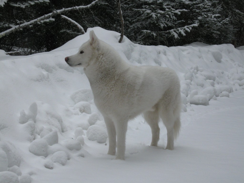 White Siberian Husky Dog In Snow