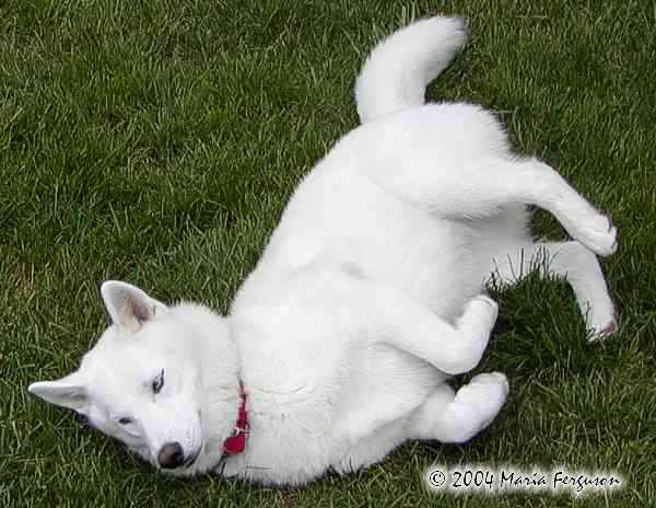 White Siberian Husky Dog Laying On Grass