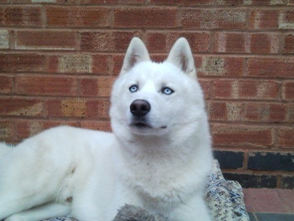 White Siberian Husky Dog Looking Up Picture