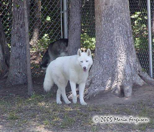 White Siberian Husky Dog Outside
