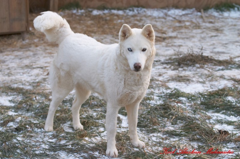 White Siberian Husky Dog Photo