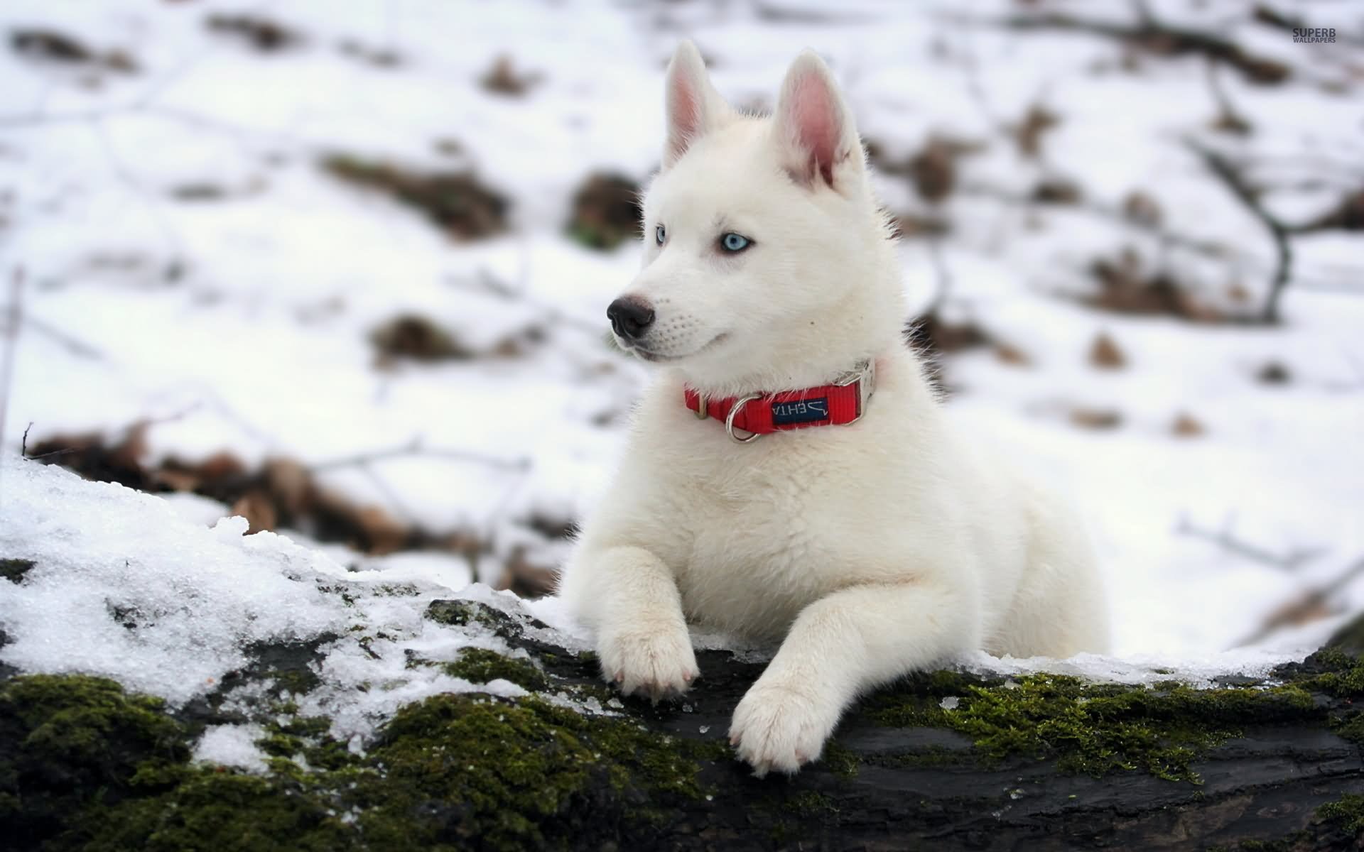 White Siberian Husky Dog Picture