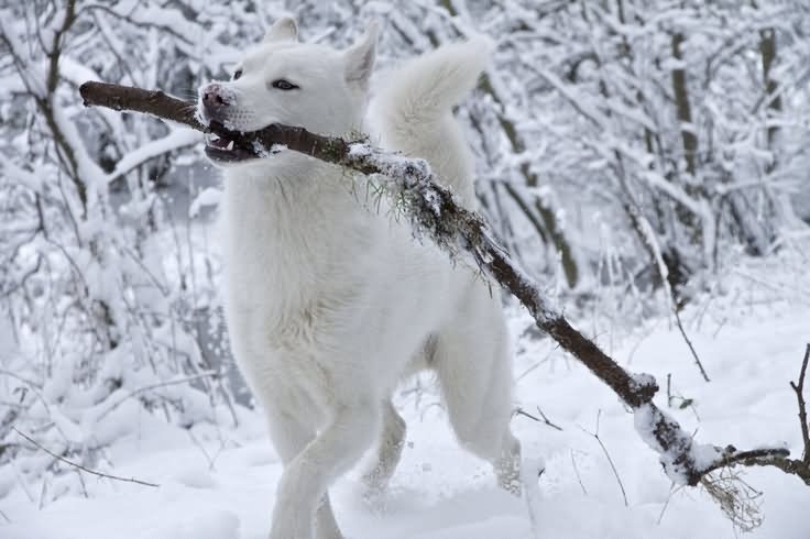 White Siberian Husky Dog Playing With Stick