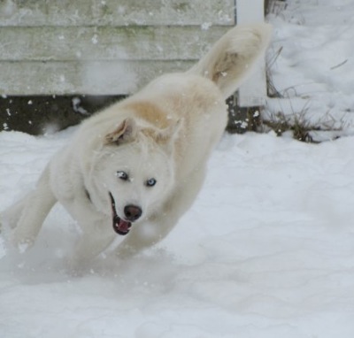 White Siberian Husky Dog Running On Snow