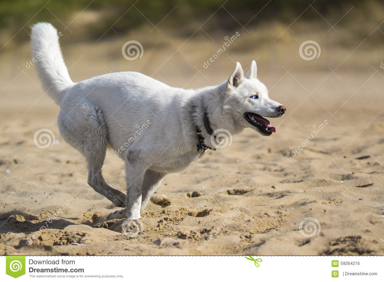 White Siberian Husky Dog Running Picture