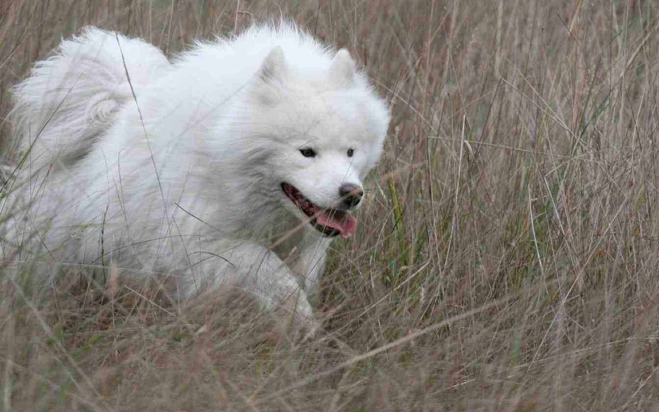 White Siberian Husky Dog Running