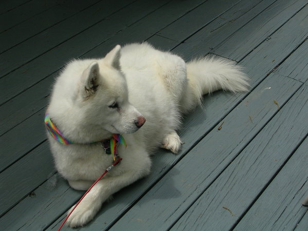 White Siberian Husky Dog Sitting Down