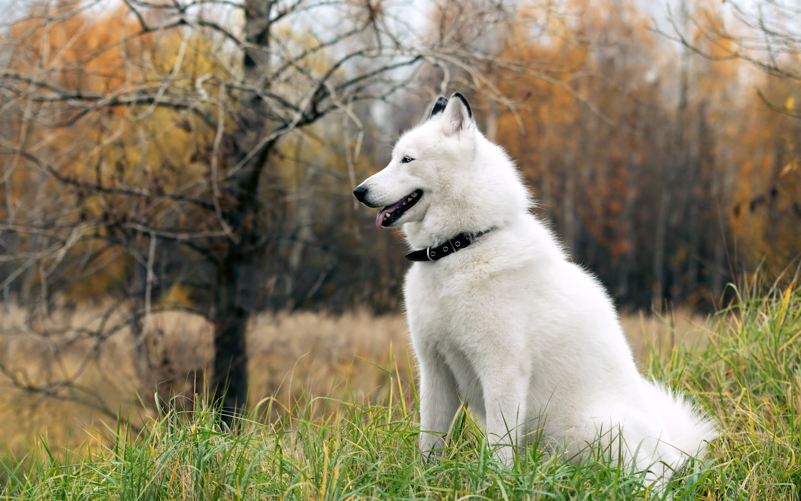 White Siberian Husky Dog Sitting In Grass