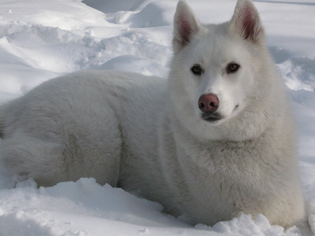 White Siberian Husky Dog Sitting In Snow