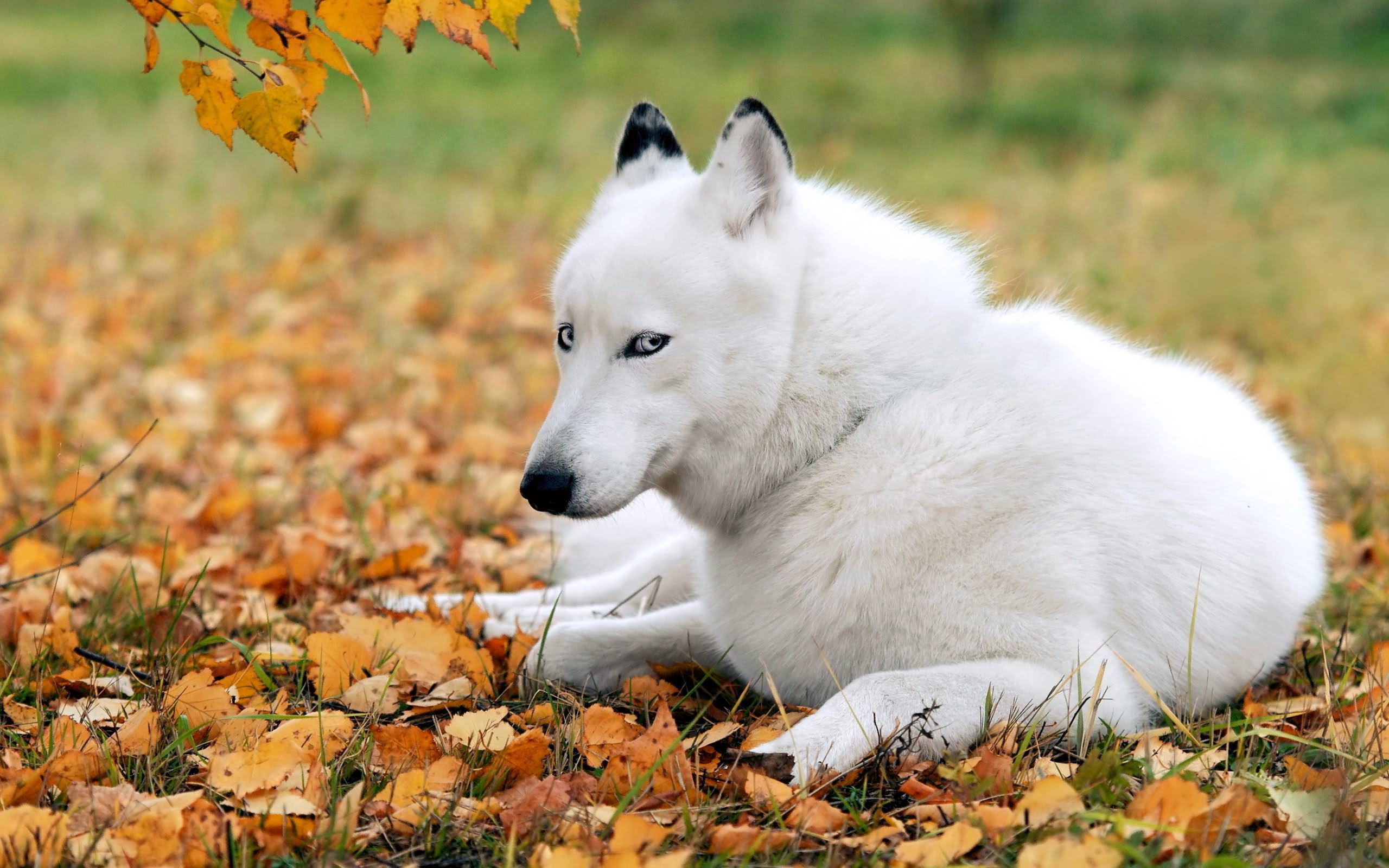 White Siberian Husky Dog Sitting On Autumn Leaves