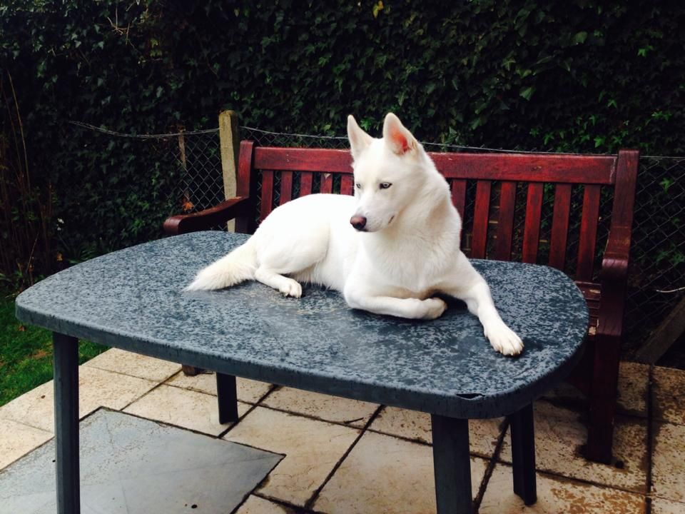 White Siberian Husky Dog Sitting On Table
