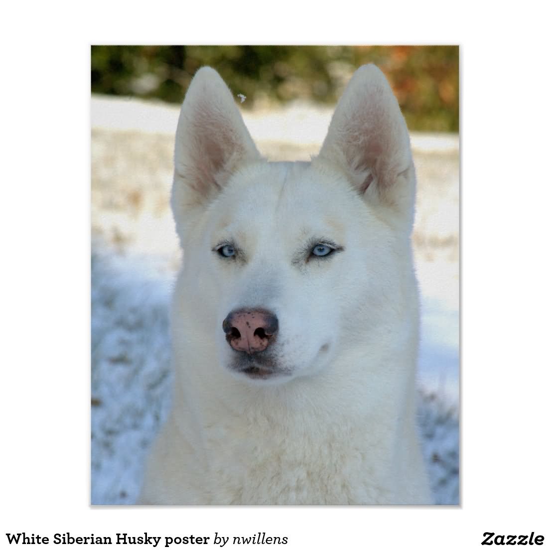 White Siberian Husky Dog Sitting Picture