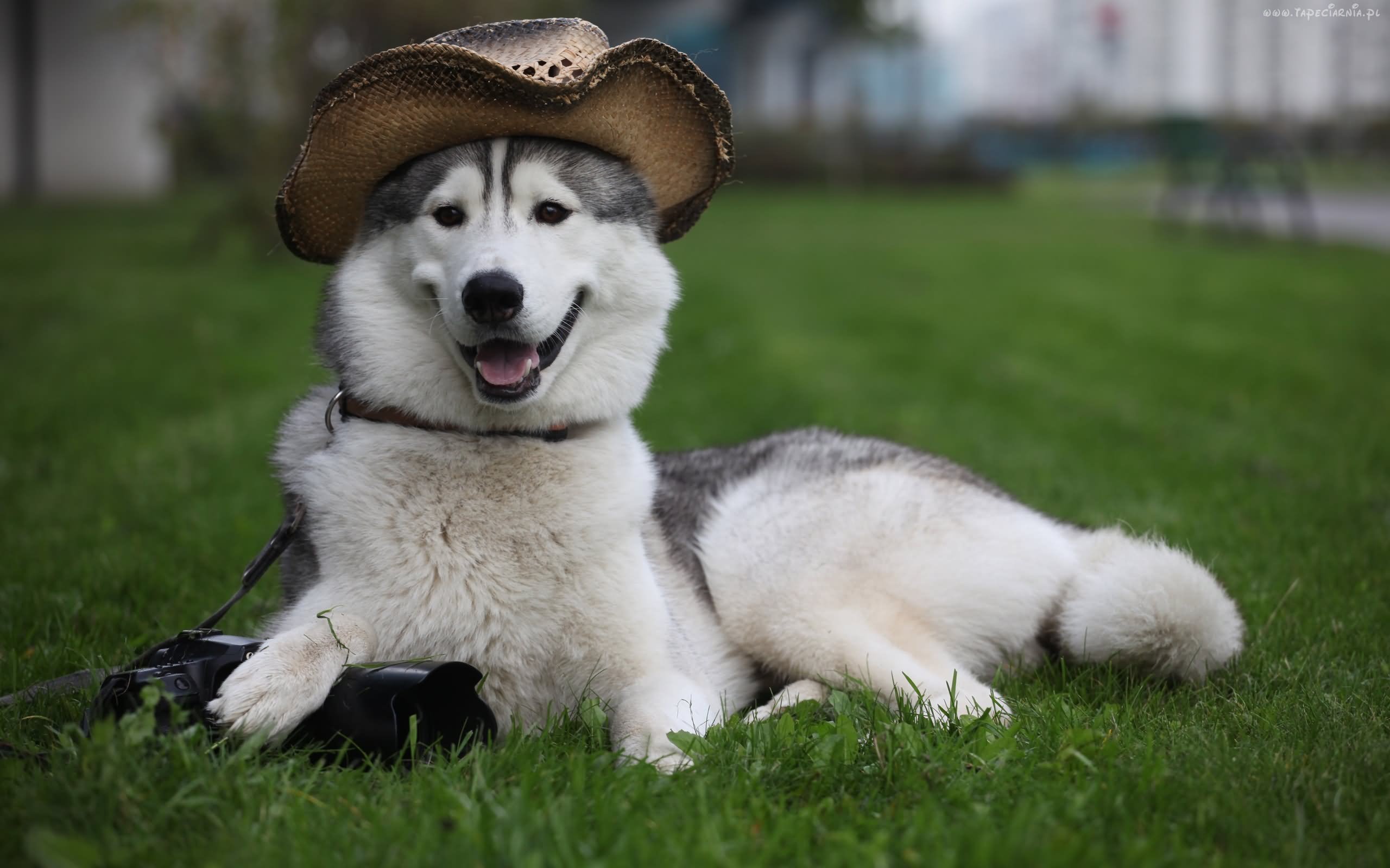 White Siberian Husky Dog Wearing Hat Sitting On Grass