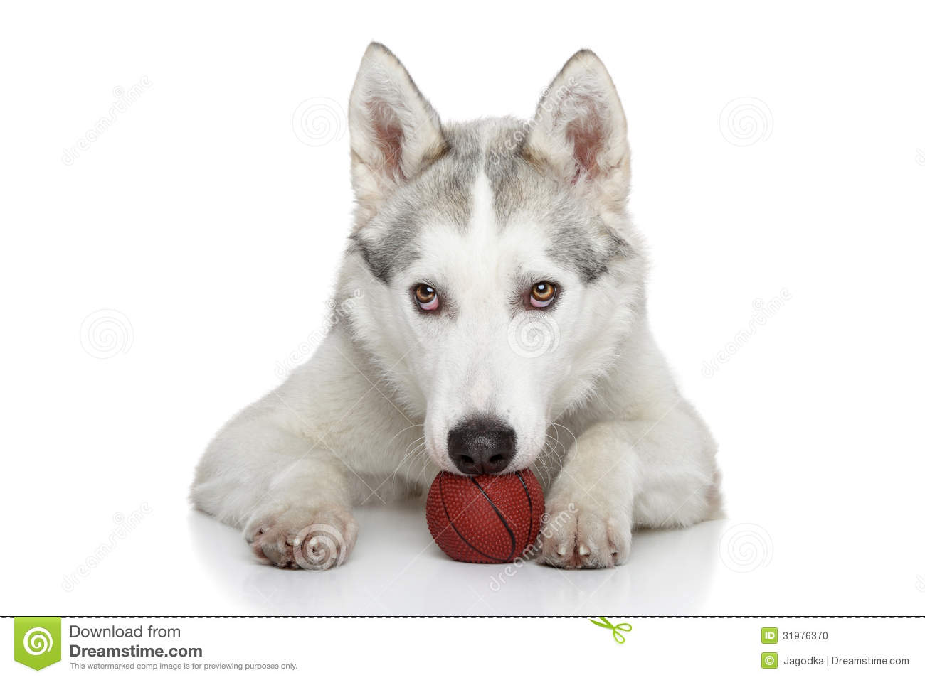 White Siberian Husky Dog With Ball